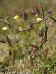 Attēlu rezultāti vaicājumam “Melampyrum pratense leaf”