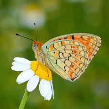 Attēlu rezultāti vaicājumam “Argynnis niobe”