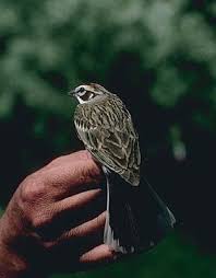 Image result for Chondestes grammacus