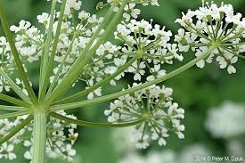 Attēlu rezultāti vaicājumam “Aegopodium podagraria flower”