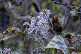 Attēlu rezultāti vaicājumam “Clematis fruit”