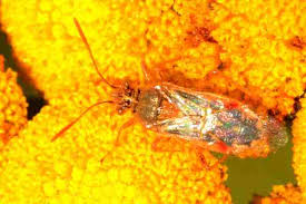 Attēlu rezultāti vaicājumam “Rhopalus maculatus imago”