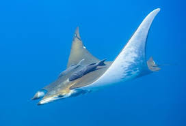 Image result for Mobula thurstoni