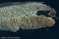 Attēlu rezultāti vaicājumam “Antrodia albida”