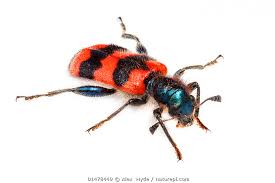 Attēlu rezultāti vaicājumam “Trichodes apiarius”