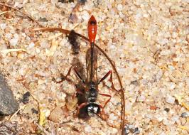 Attēlu rezultāti vaicājumam “Ammophila sp.”