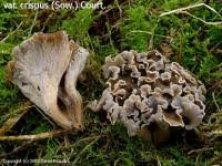 Attēlu rezultāti vaicājumam “Pseudocraterellus sinuosus”