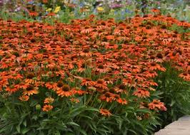 Image result for Echinacea Lustre hybrids