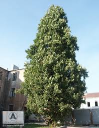 Attēlu rezultāti vaicājumam “Quercus robur Fastigiata”