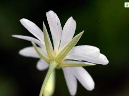 Attēlu rezultāti vaicājumam “Stellaria palustris”