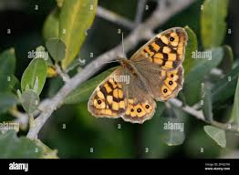 Attēlu rezultāti vaicājumam “Pararge aegeria”