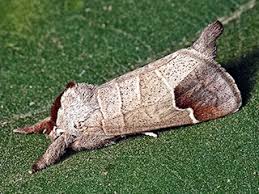 Attēlu rezultāti vaicājumam “Clostera curtula”