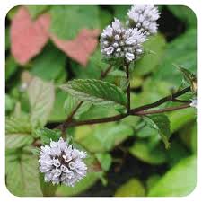 Image result for Menta x piperita