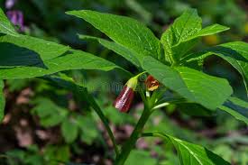 Attēlu rezultāti vaicājumam “Scopolia carniolica”