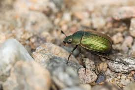 Attēlu rezultāti vaicājumam “Anomala dubia”