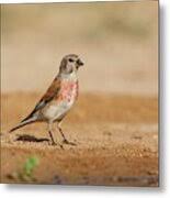 Attēlu rezultāti vaicājumam “Carduelis cannabina”