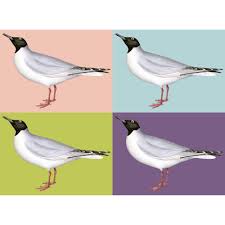 Image result for Chroicocephalus philadelphia