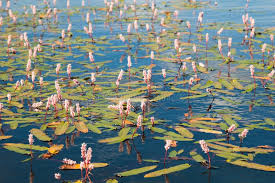 Attēlu rezultāti vaicājumam “Polygonum amphibium”