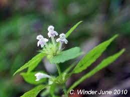 Attēlu rezultāti vaicājumam “Galeopsis tetrahit flower”