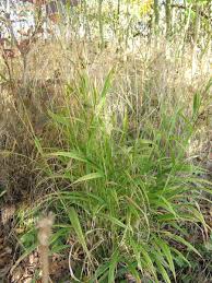 Attēlu rezultāti vaicājumam “Brachypodium sylvaticum”