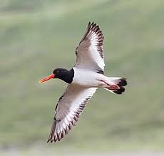 Attēlu rezultāti vaicājumam “Haematopus ostralegus adult”