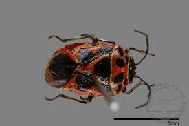 Attēlu rezultāti vaicājumam “Eurydema dominulus”