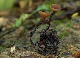 Attēlu rezultāti vaicājumam “Rutstroemia firma”