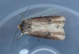 Attēlu rezultāti vaicājumam “Axylia putris”