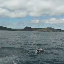 Image result for Leucopleurus acutus