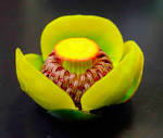 The yellow water lily (<b>Nuphar</b>