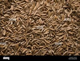 Image result for Carum carvi