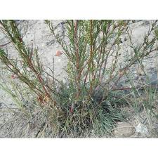 Image result for Artemisia caudata