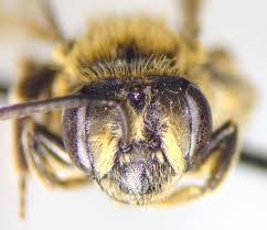 Attēlu rezultāti vaicājumam “Andrena”