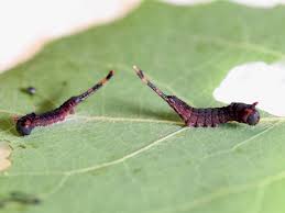 Attēlu rezultāti vaicājumam “Cerura vinula larva”