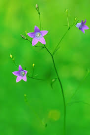 Image result for Campanula patula