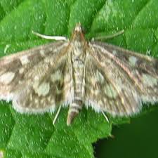 Attēlu rezultāti vaicājumam “Anania coronata”