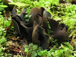 Attēlu rezultāti vaicājumam “Ionomidotis irregularis”