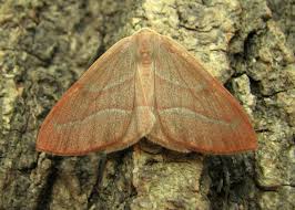 Attēlu rezultāti vaicājumam “Hylaea fasciaria”