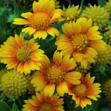 Image result for Gaillardia
