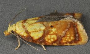 Attēlu rezultāti vaicājumam “Acleris bergmanniana”