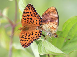 Attēlu rezultāti vaicājumam “Brenthis daphne underside”