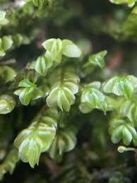 Attēlu rezultāti vaicājumam “Plagiochila porelloides sporophyte”