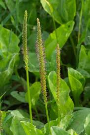 Attēlu rezultāti vaicājumam “Plantago major”