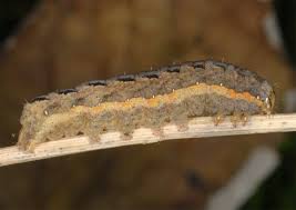 Attēlu rezultāti vaicājumam “Xestia c-nigrum”