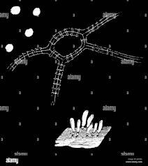 Attēlu rezultāti vaicājumam “Arcyria affinis young”