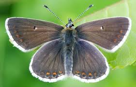 Attēlu rezultāti vaicājumam “Aricia artaxerxes  female”