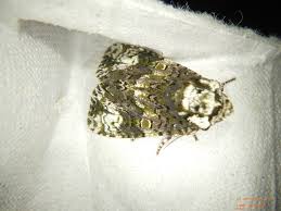 Attēlu rezultāti vaicājumam “Craniophora ligustri imago”