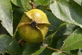 Attēlu rezultāti vaicājumam “Carya cordiformis”