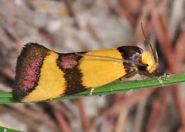 Attēlu rezultāti vaicājumam “Oecophoridae”