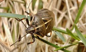 Attēlu rezultāti vaicājumam “Jalla dumosa”